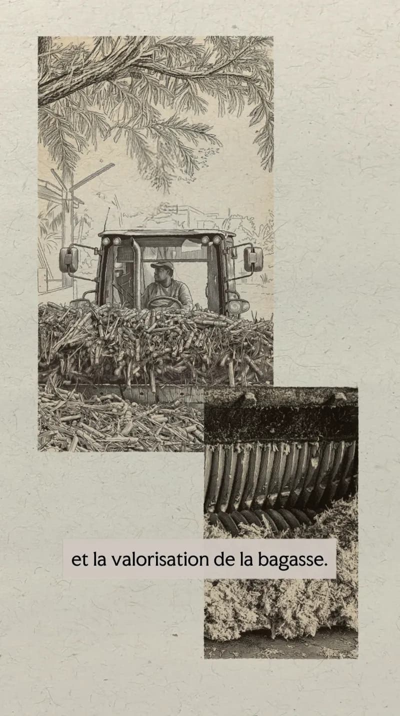 La récolte de la canne et la valorisation de la bagasse