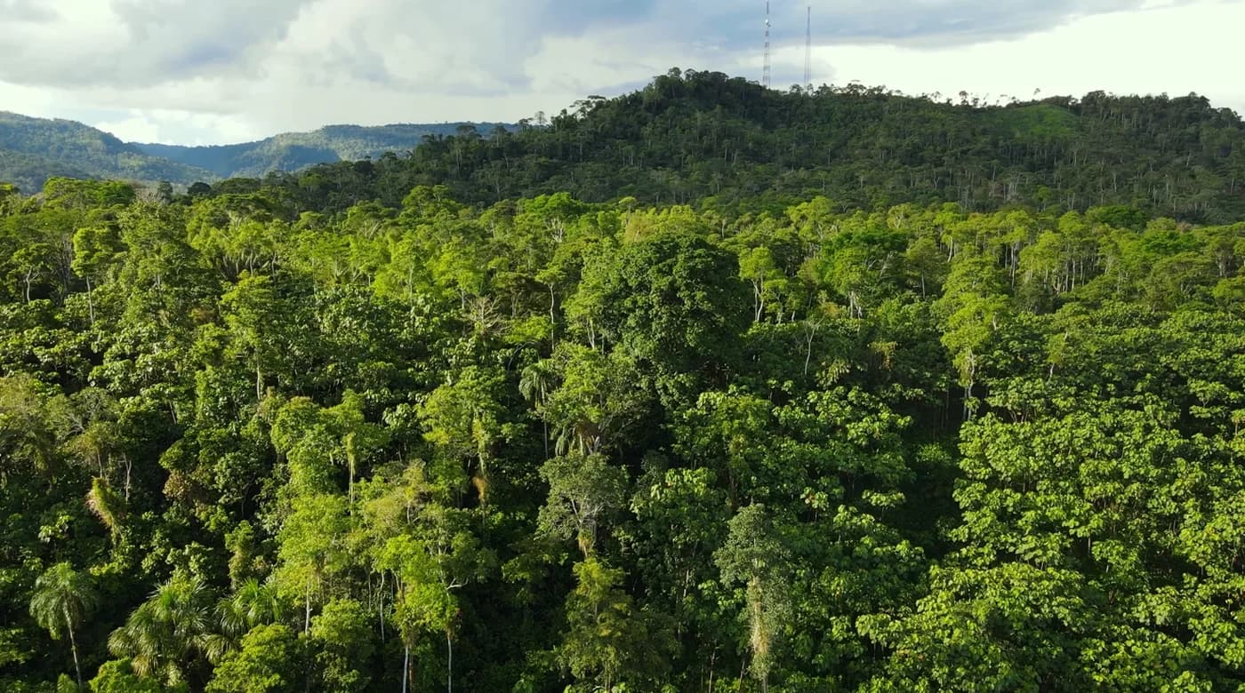 La forêt guyanaise vue du ciel
